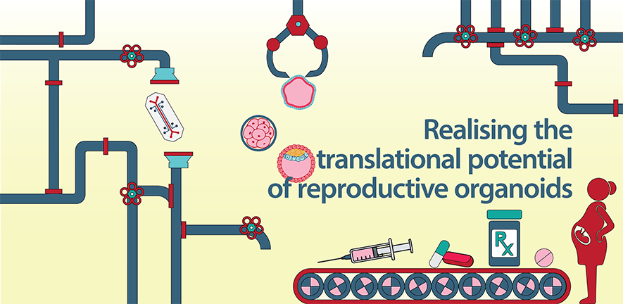 Workshop 'Realising the translational potential of reproductive organoids', July 2022 - carousel