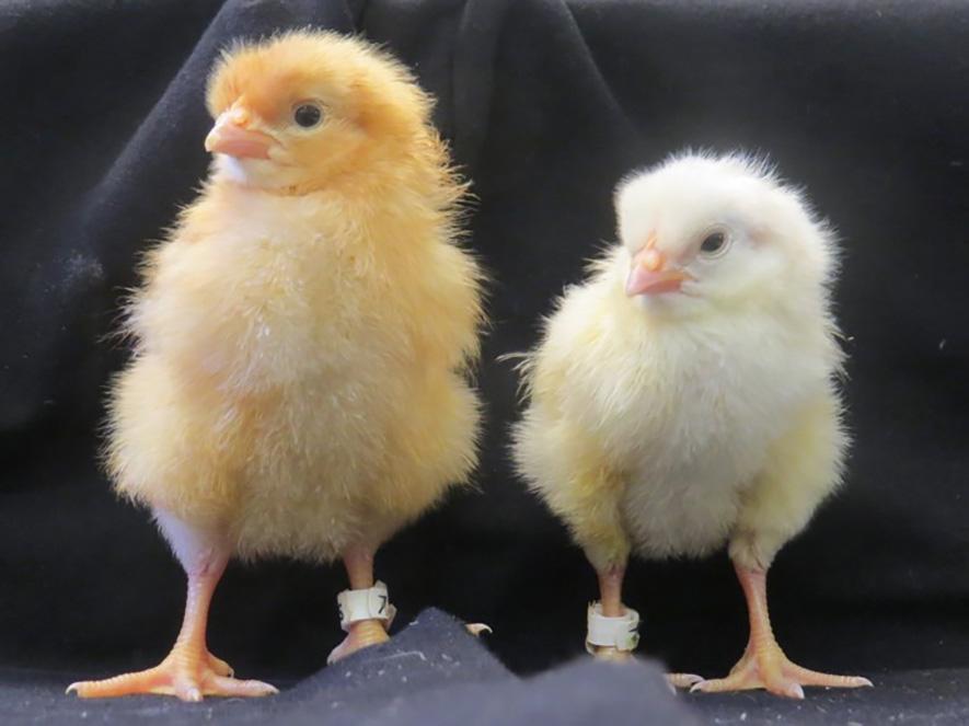 Chicks (photo: Katie Skeffington)